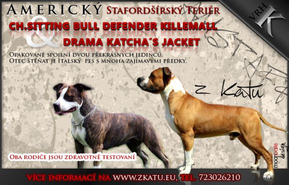 Amstaff štěňata