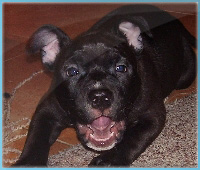 Amstaff